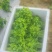 （树仔菜）海南五指山野菜
