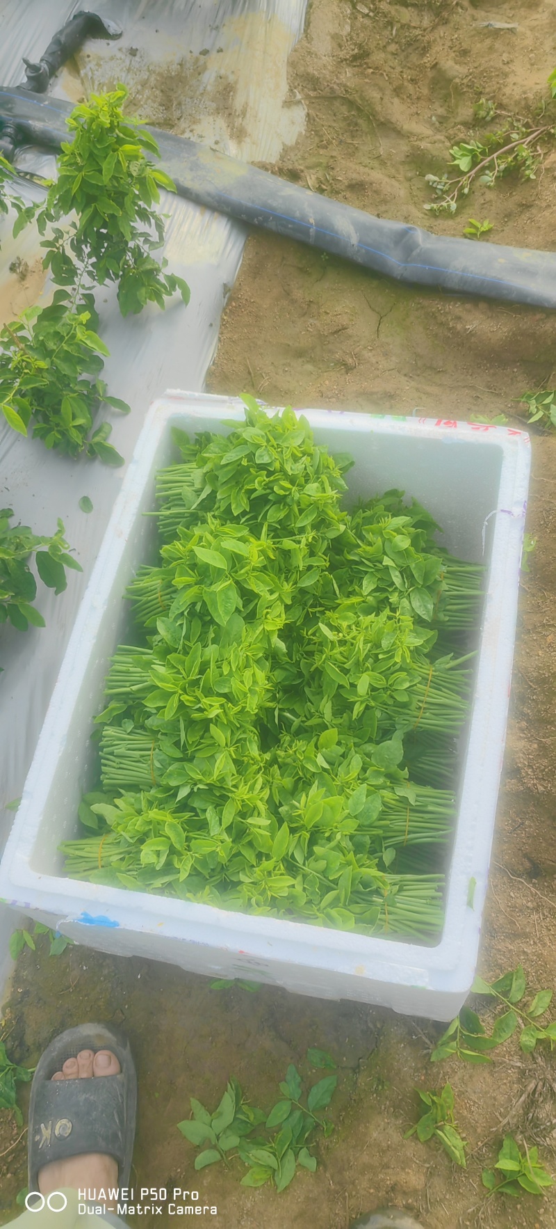 （树仔菜）海南五指山野菜