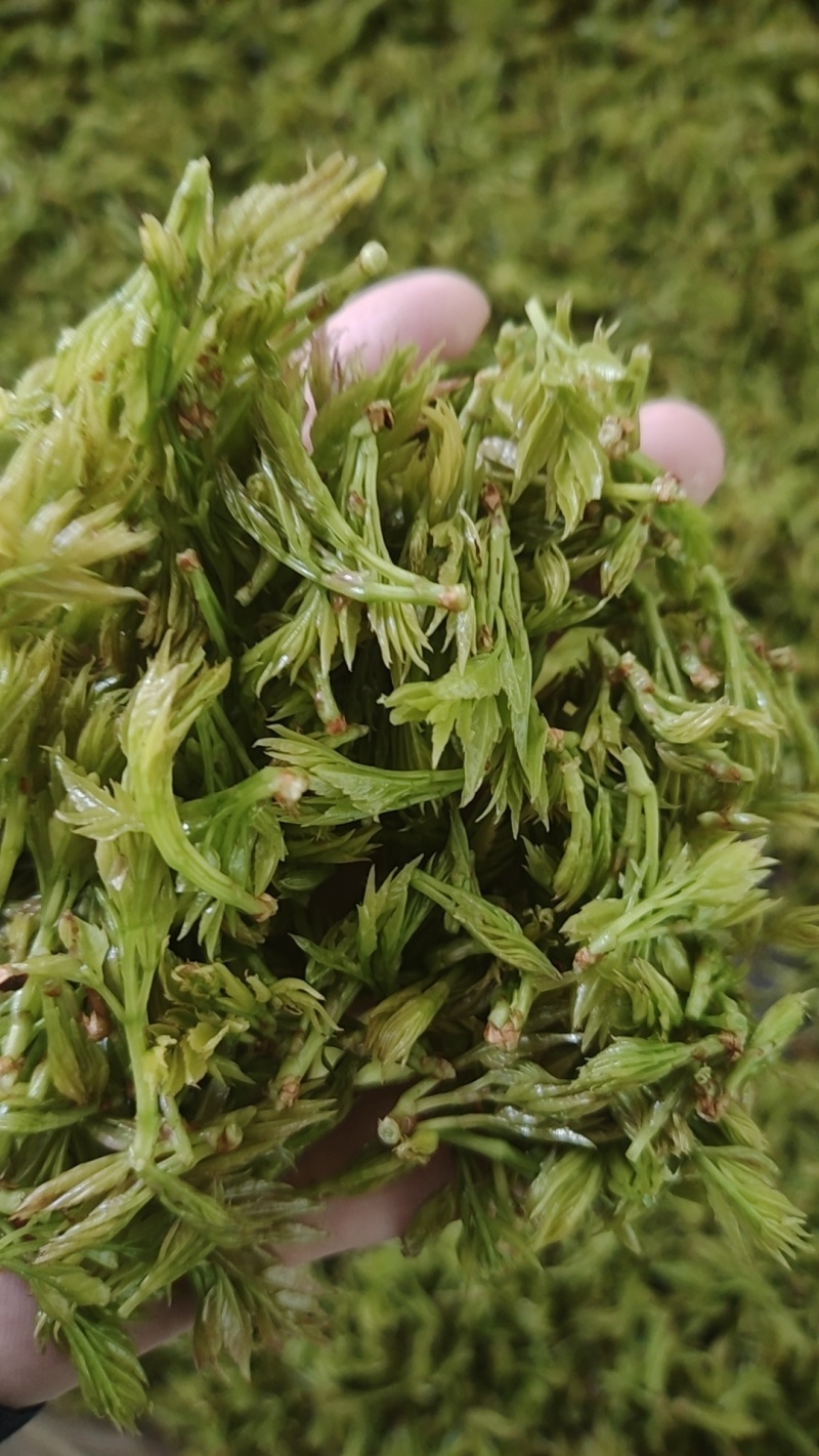 莓茶