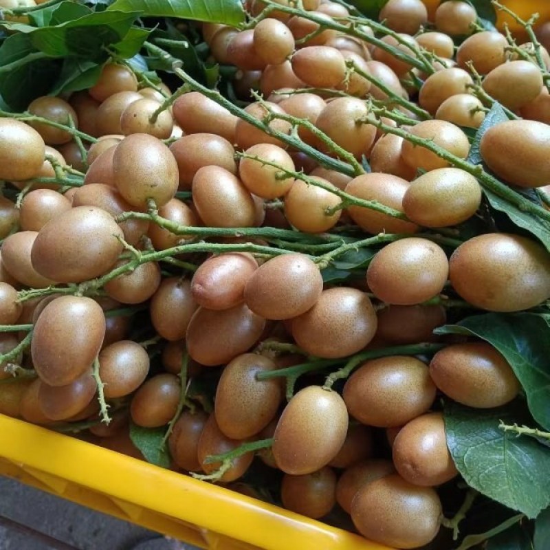 黄皮果