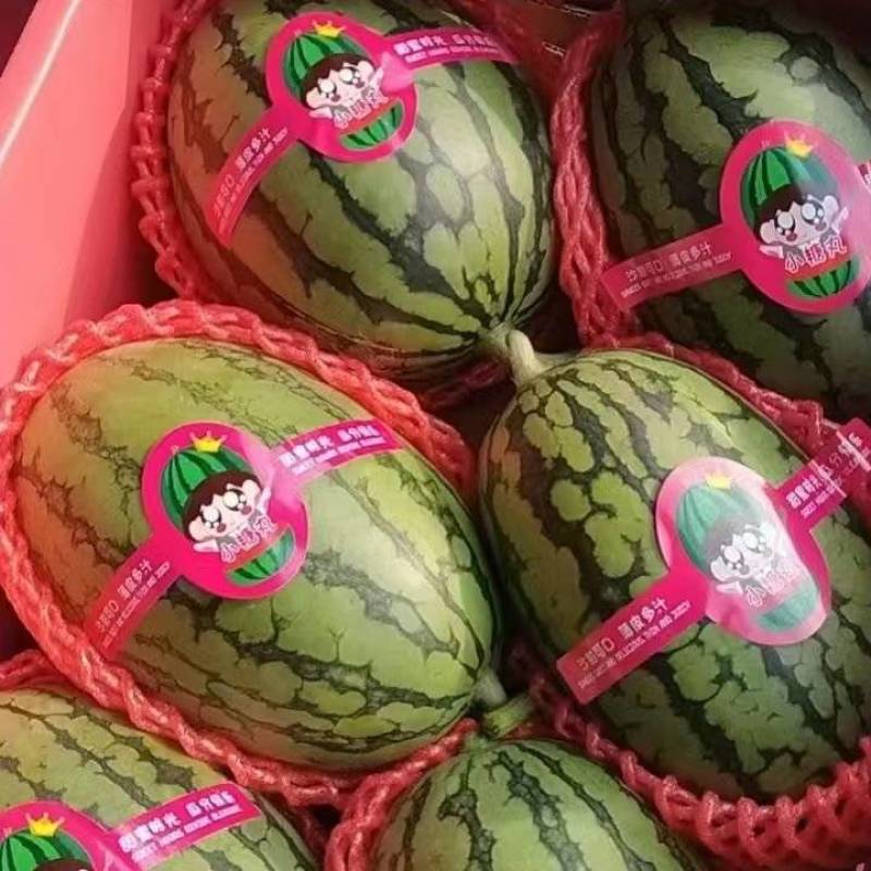 小糖丸西瓜皮薄口感脆甜供应各大商超市场