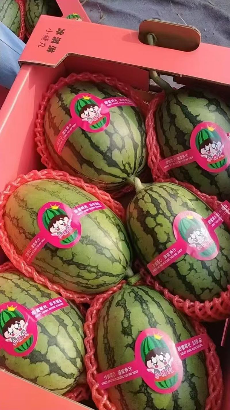 小糖丸西瓜皮薄口感脆甜供应各大商超市场