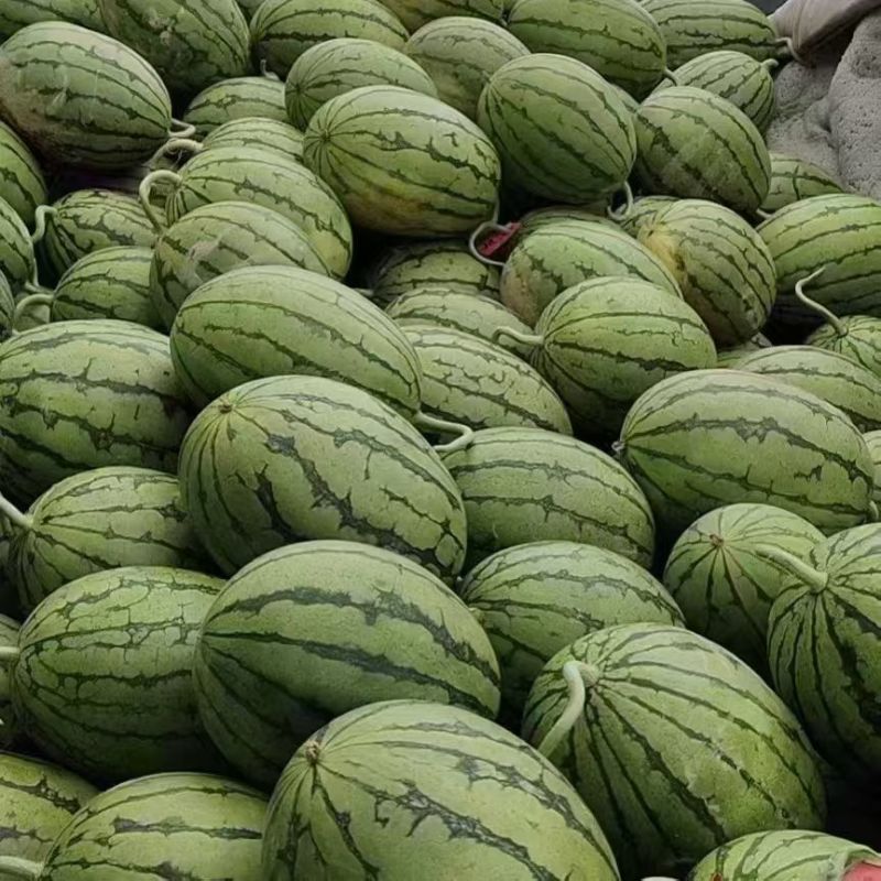 小糖丸西瓜皮薄口感脆甜供应各大商超市场