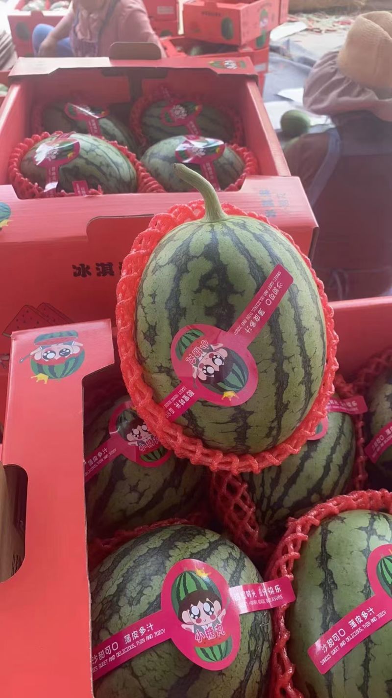 小糖丸西瓜皮薄口感脆甜供应各大商超市场
