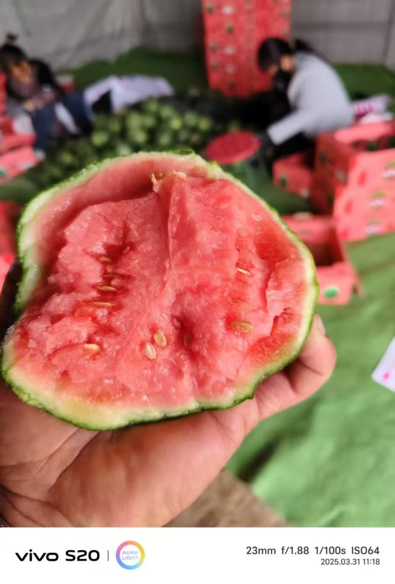 小糖丸西瓜皮薄口感脆甜供应各大商超市场