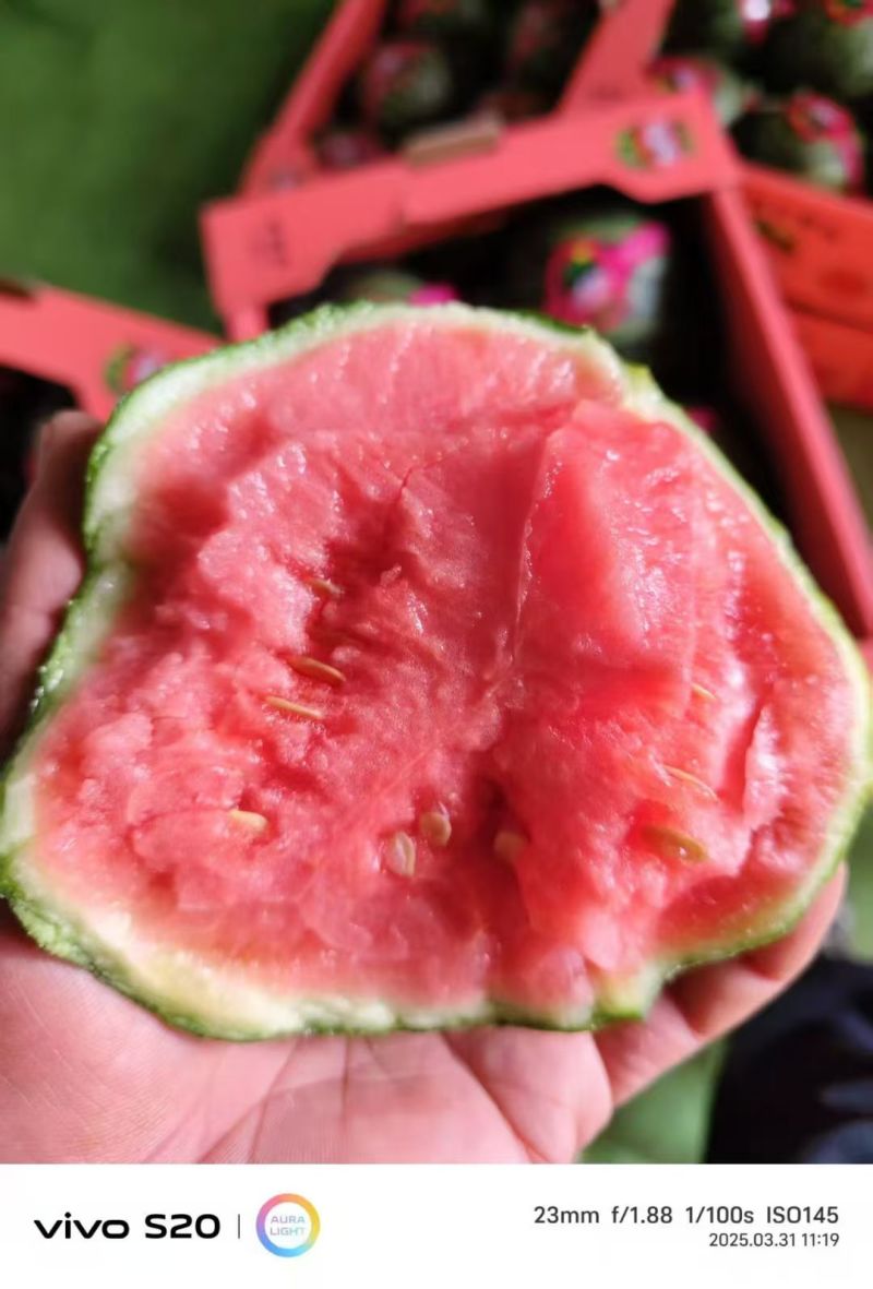 小糖丸西瓜皮薄口感脆甜供应各大商超市场