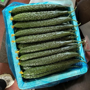 黄瓜