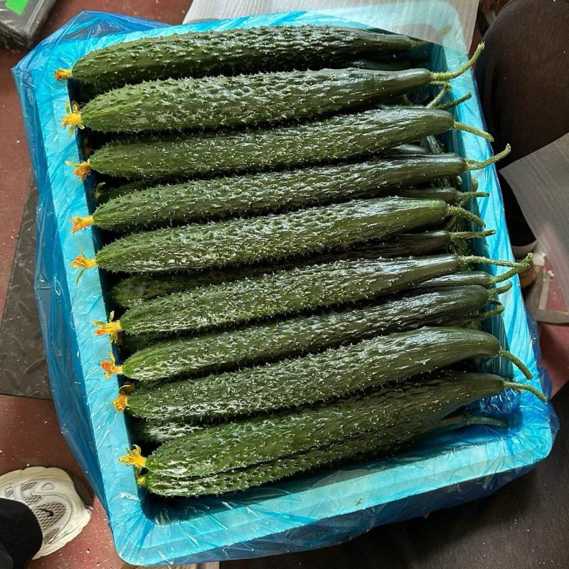 黄瓜