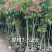 荔枝树3-5公分，基地直供