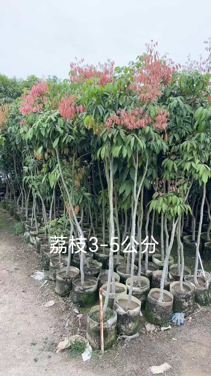 荔枝树3-5公分，基地直供