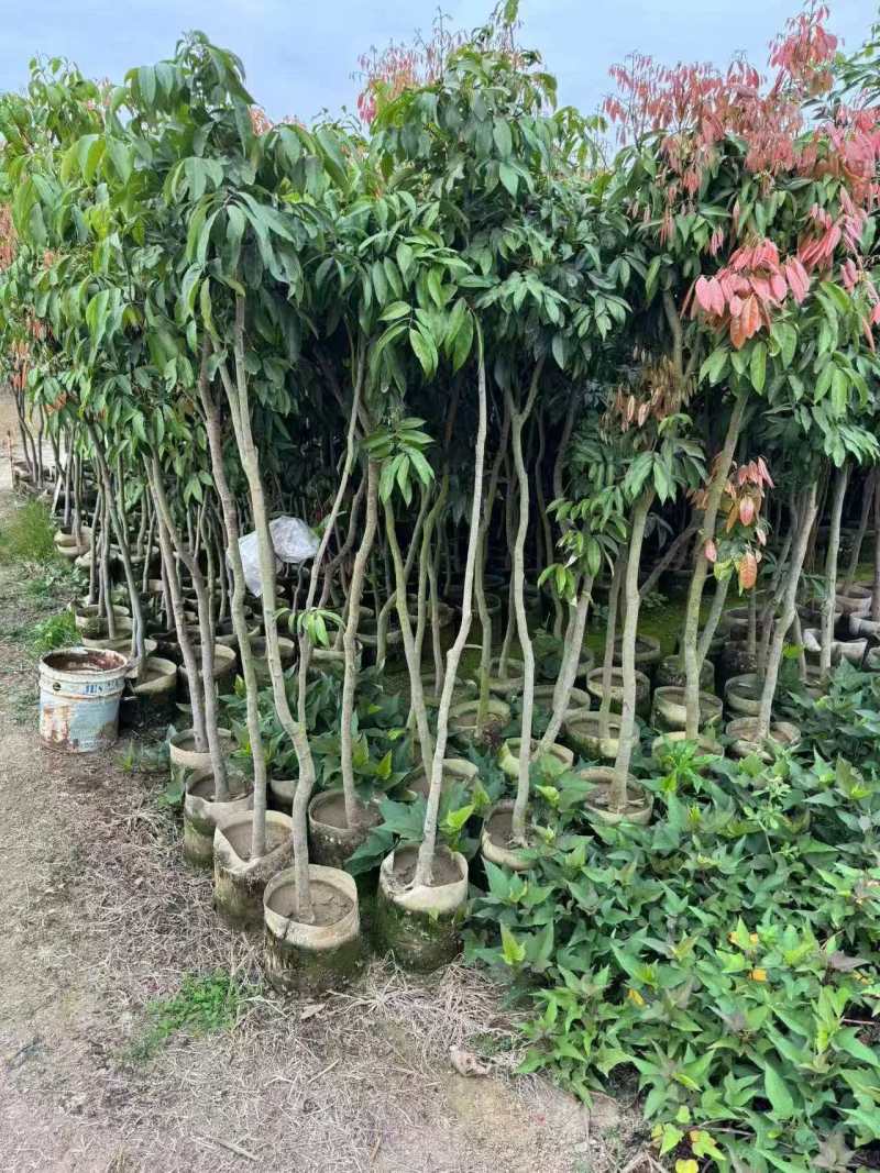 荔枝树3-5公分，基地直供