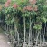 荔枝树3-5公分，基地直供