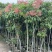 荔枝树3-5公分，基地直供