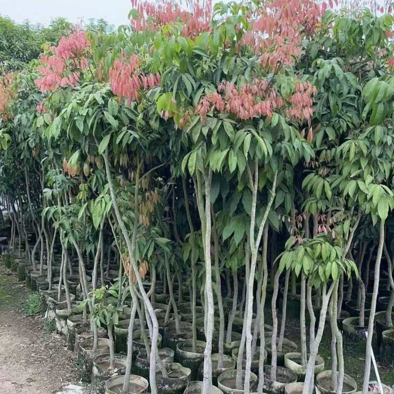 荔枝树3-5公分，基地直供