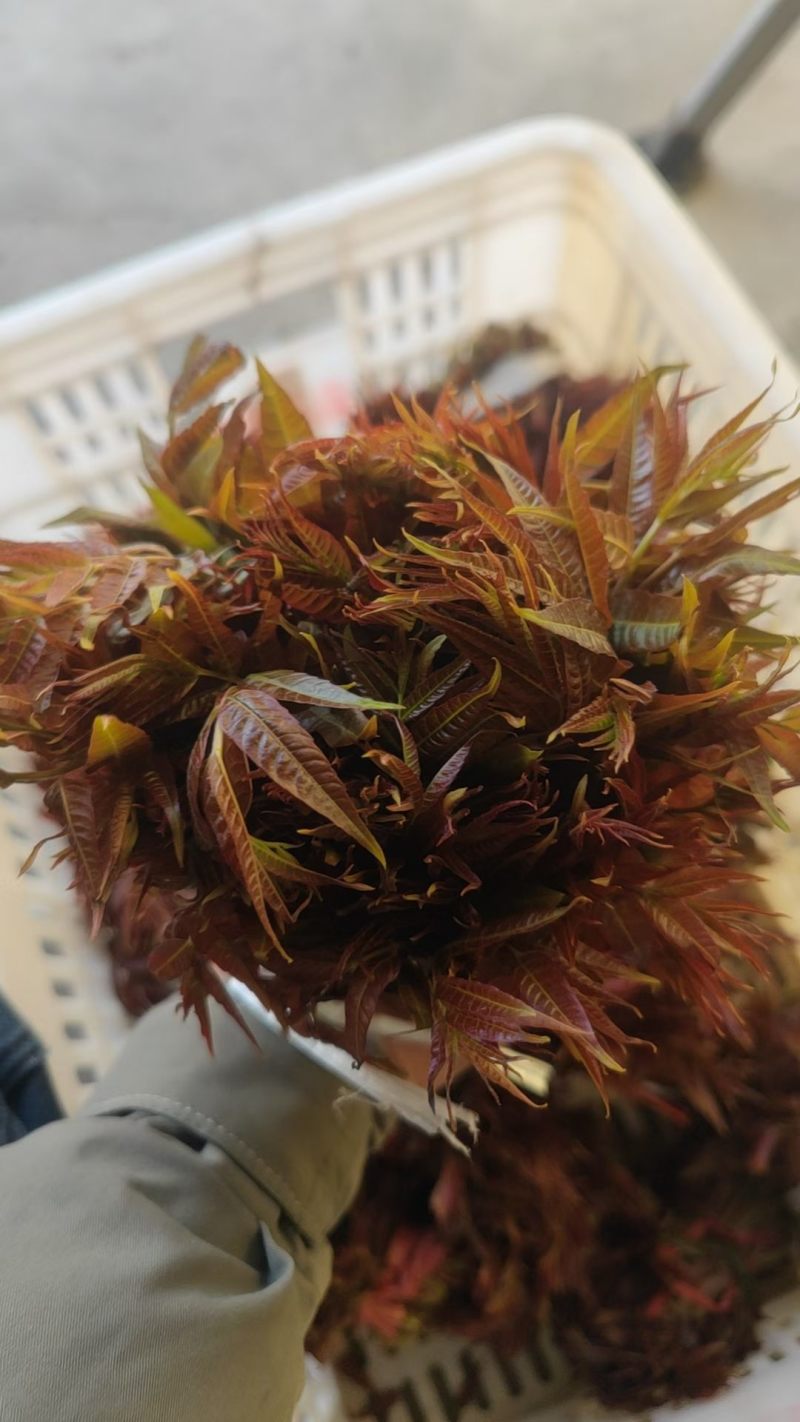 露天香椿芽