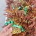 露天香椿芽