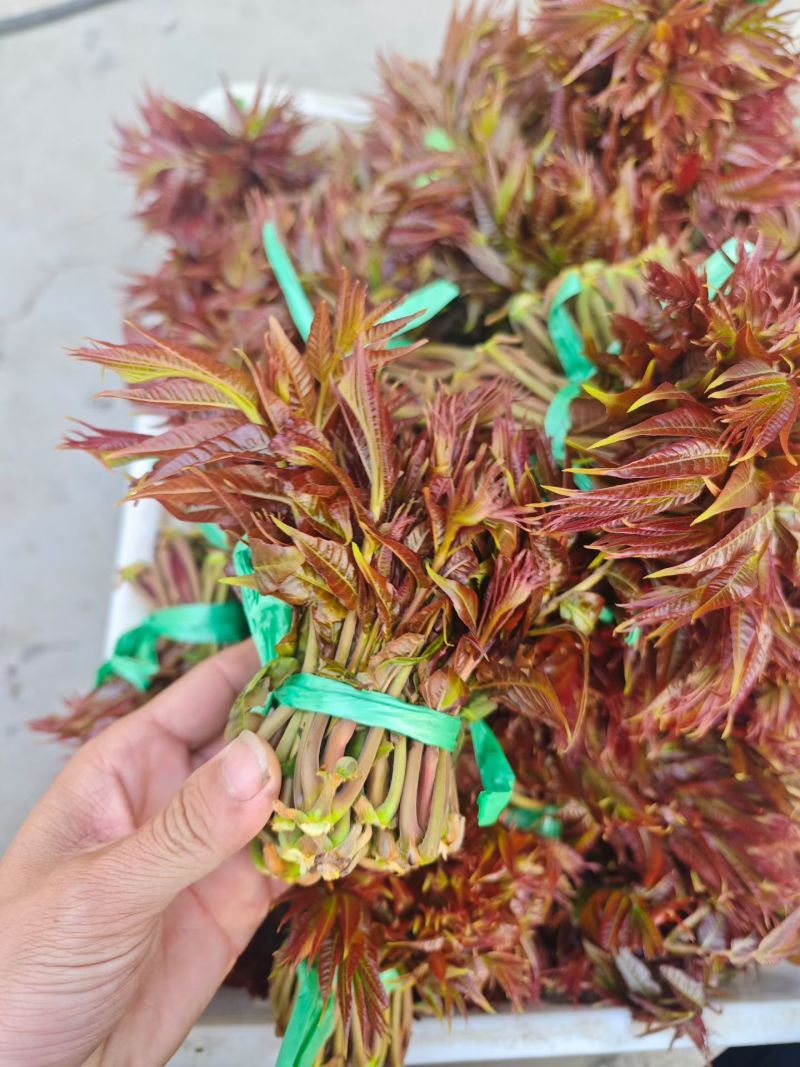 露天香椿芽