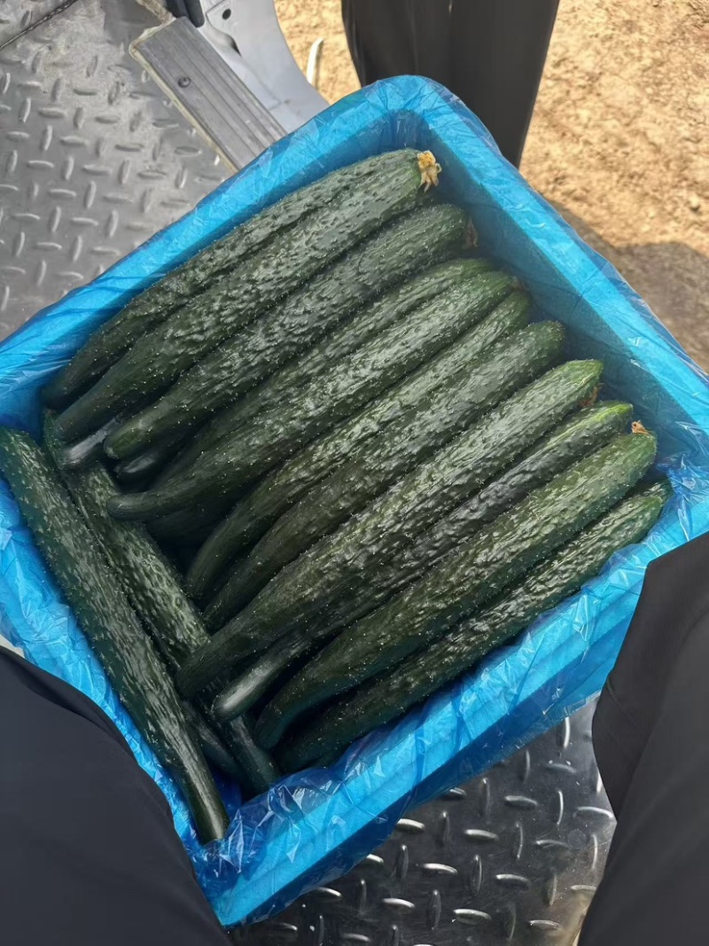 河南黄瓜