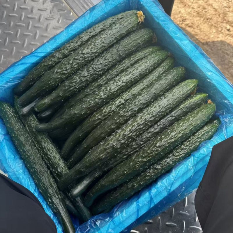 河南黄瓜