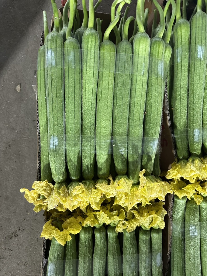 丝瓜大量有货，量大优惠，货源充足，可以视频看货，欢迎合作