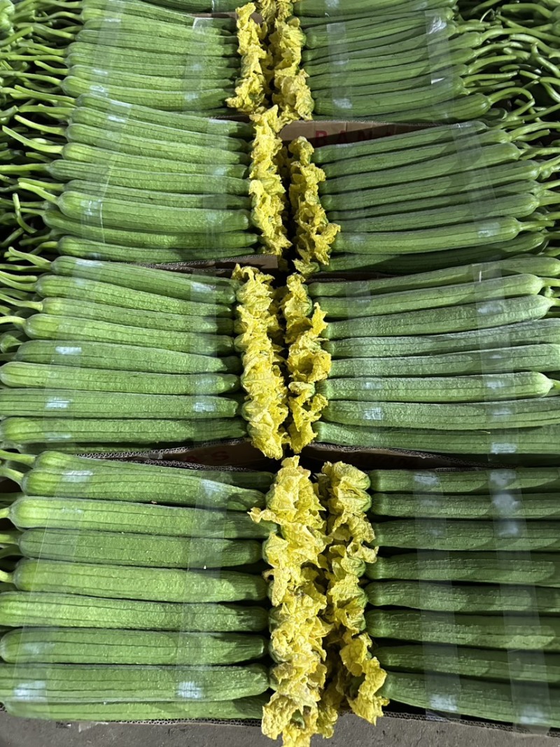丝瓜大量有货，量大优惠，货源充足，可以视频看货，欢迎合作