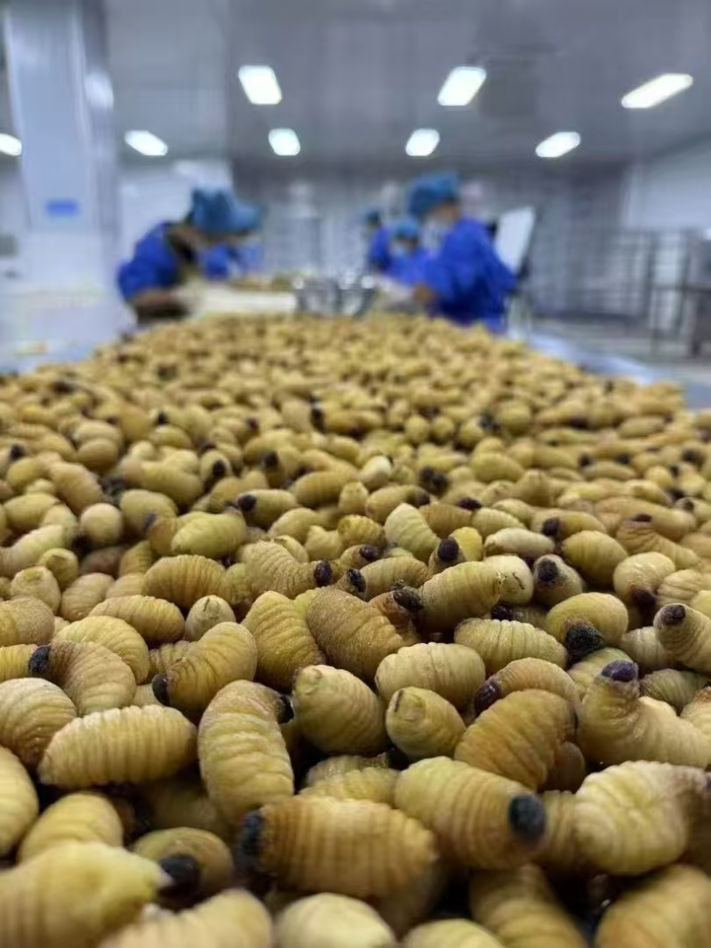 竹笋虫大量供应品质优可视频看货欢迎咨询来电