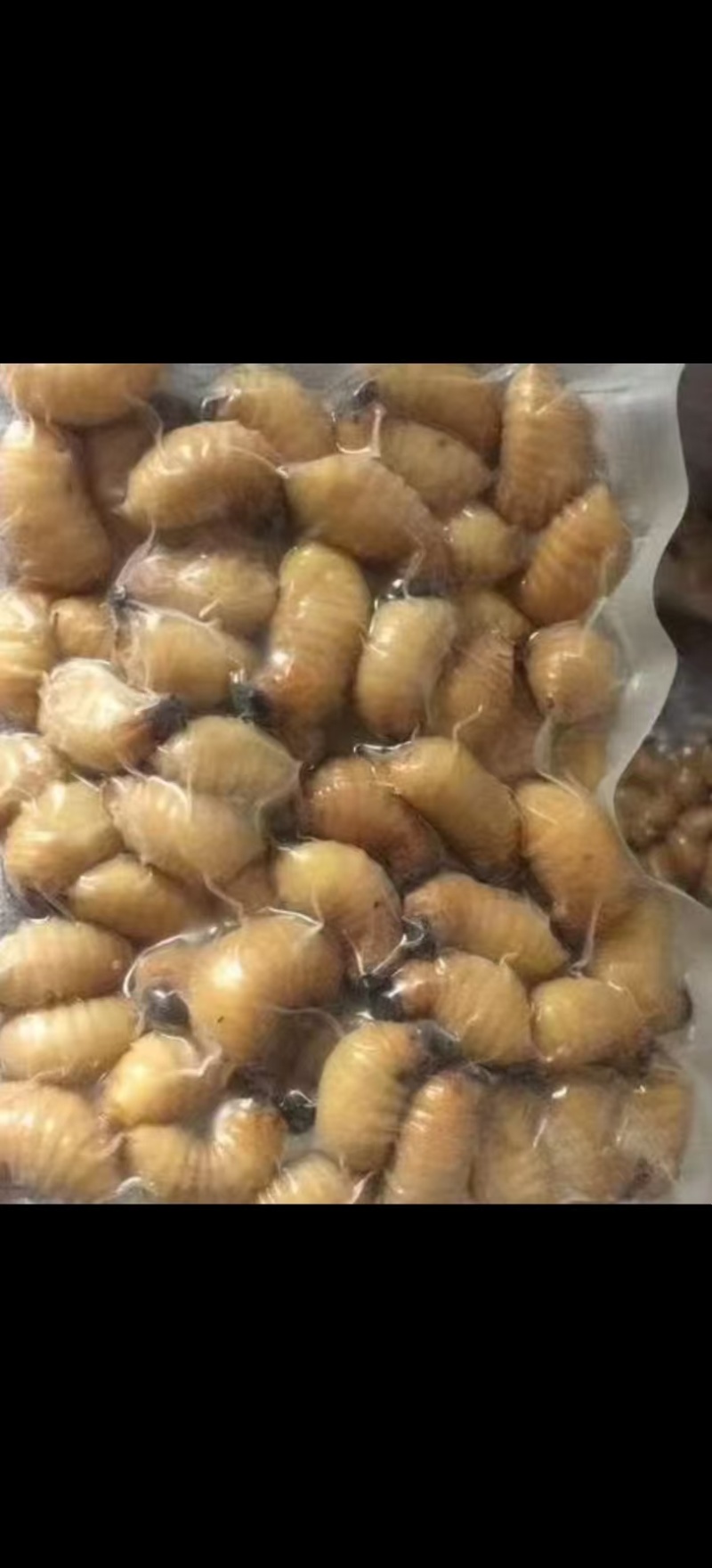 竹笋虫大量供应品质优可视频看货欢迎咨询来电