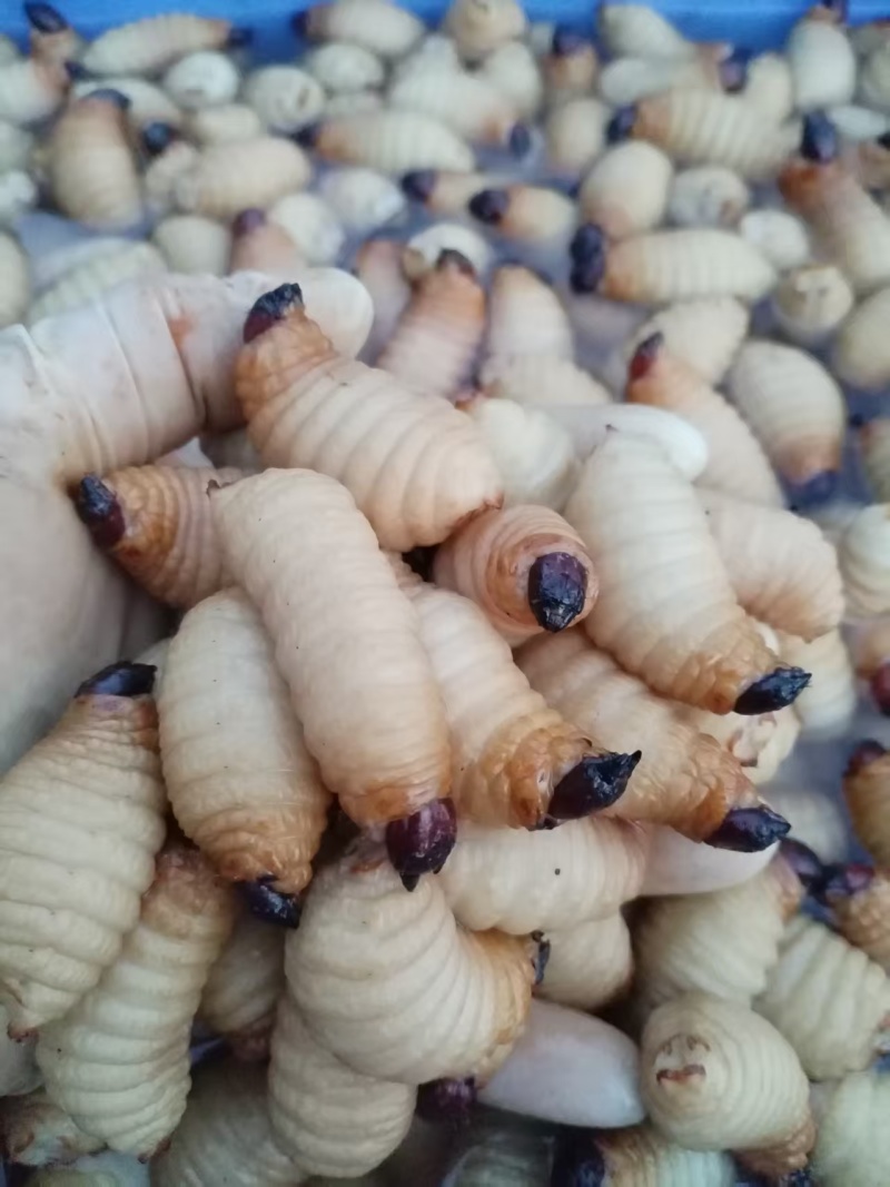 竹笋虫大量供应品质优可视频看货欢迎咨询来电
