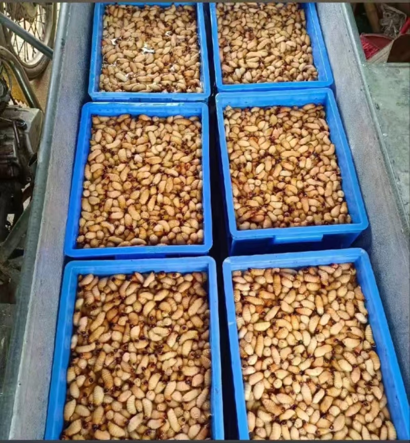 竹笋虫大量供应品质优可视频看货欢迎咨询来电