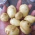 黄心土豆湖北黄心小土豆大量现货供应，现挖现发，品质保证