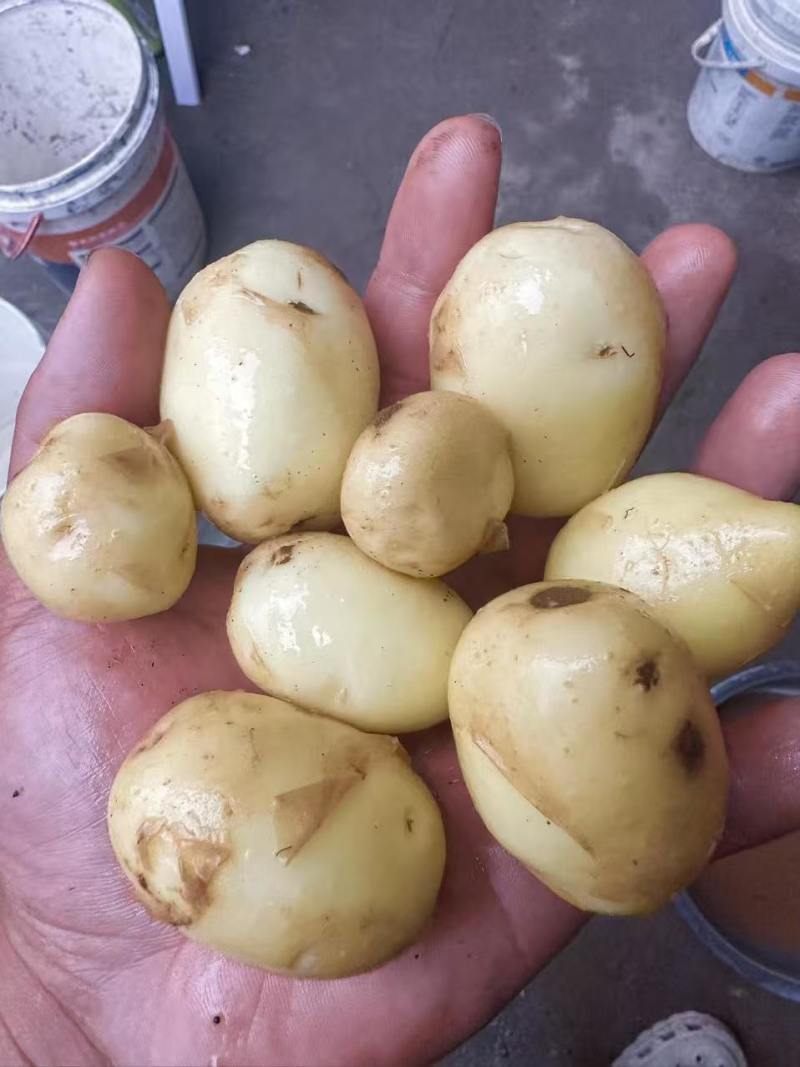 黄心土豆湖北黄心小土豆大量现货供应，现挖现发，品质保证