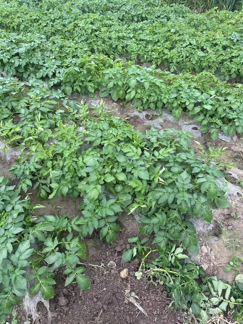 黄心土豆湖北黄心小土豆大量现货供应，现挖现发，品质保证