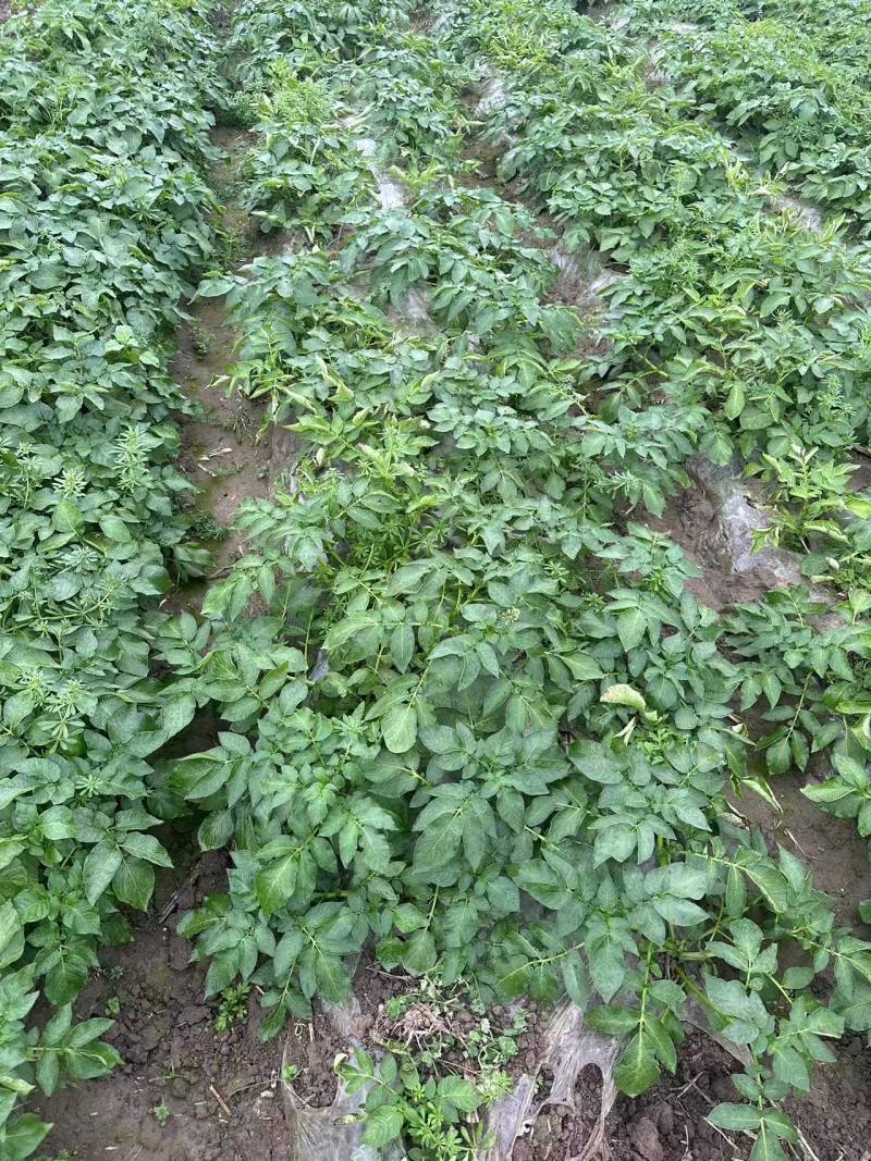 黄心土豆湖北黄心小土豆大量现货供应，现挖现发，品质保证