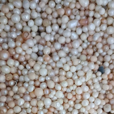 淡水珍珠，原料珍珠，磨珍珠粉的珍珠