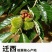 【新货河北迁西板栗】3113品质保真坏果包赔香甜软糯