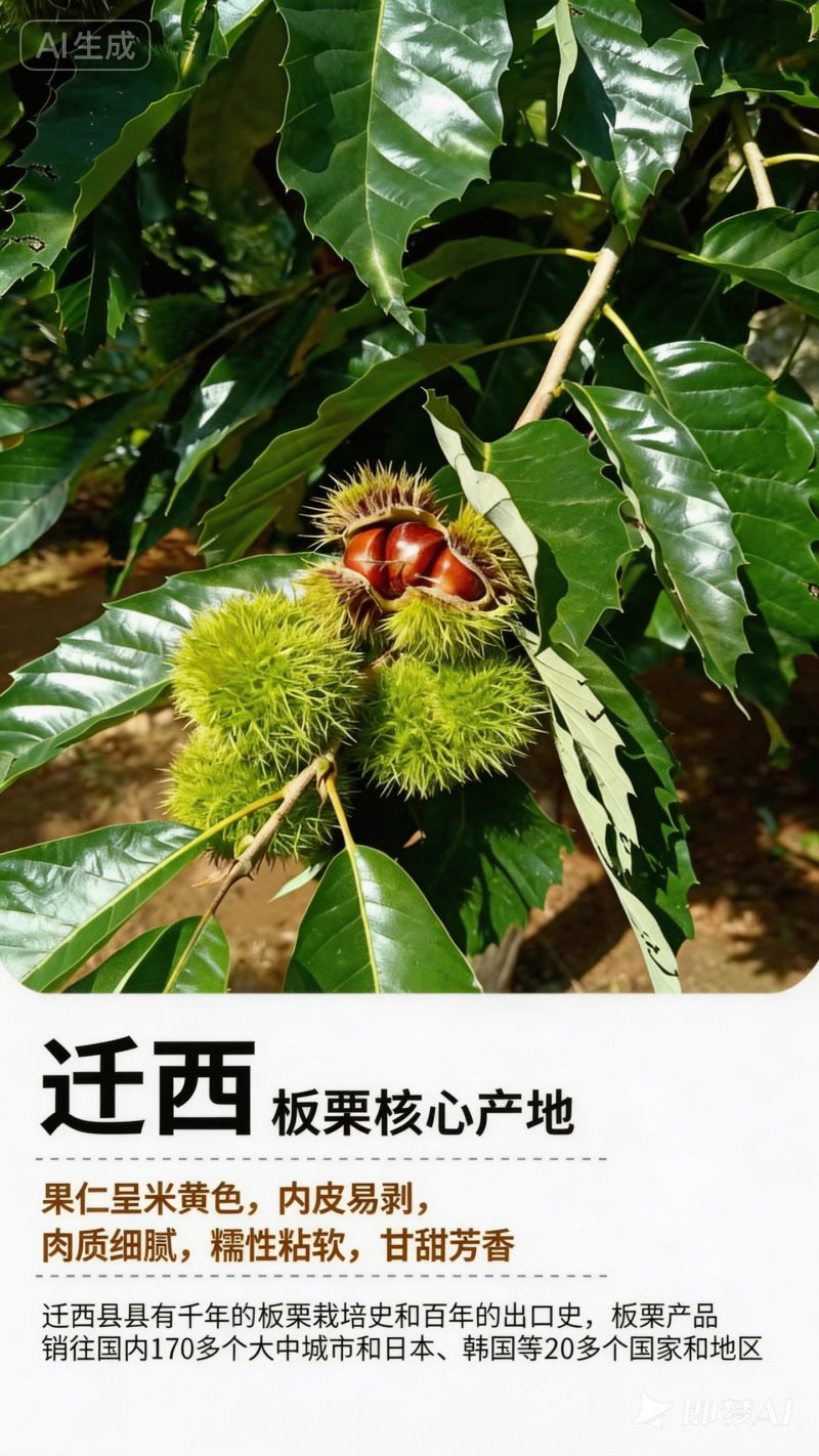 【新货河北迁西板栗】3113品质保真坏果包赔香甜软糯