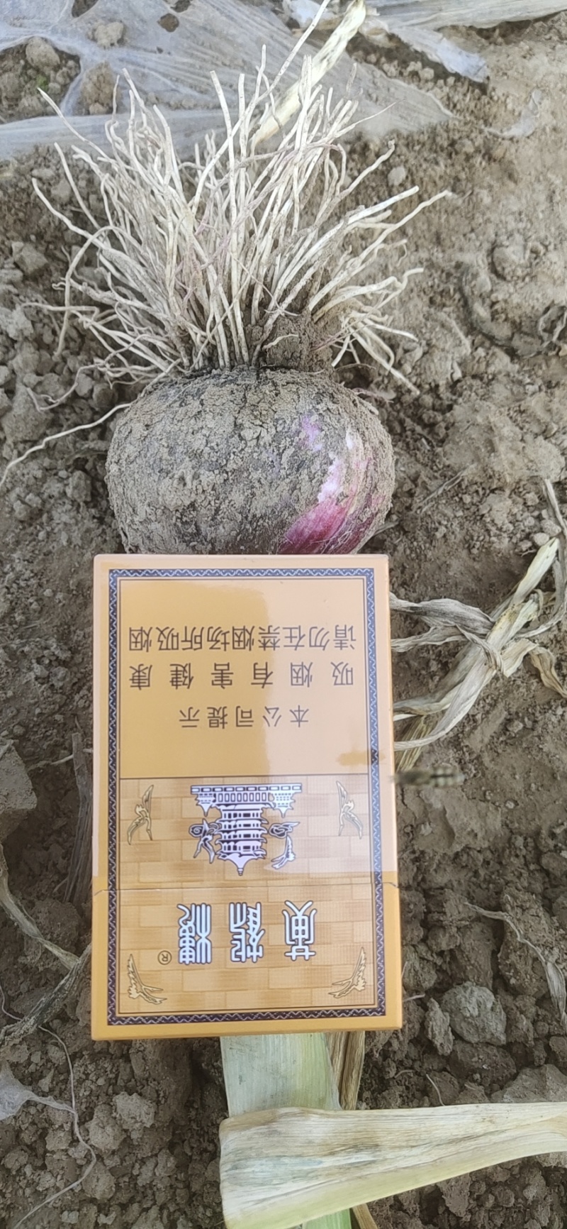 精品把蒜河南周口淮阳已大量上市，欢迎新老客户