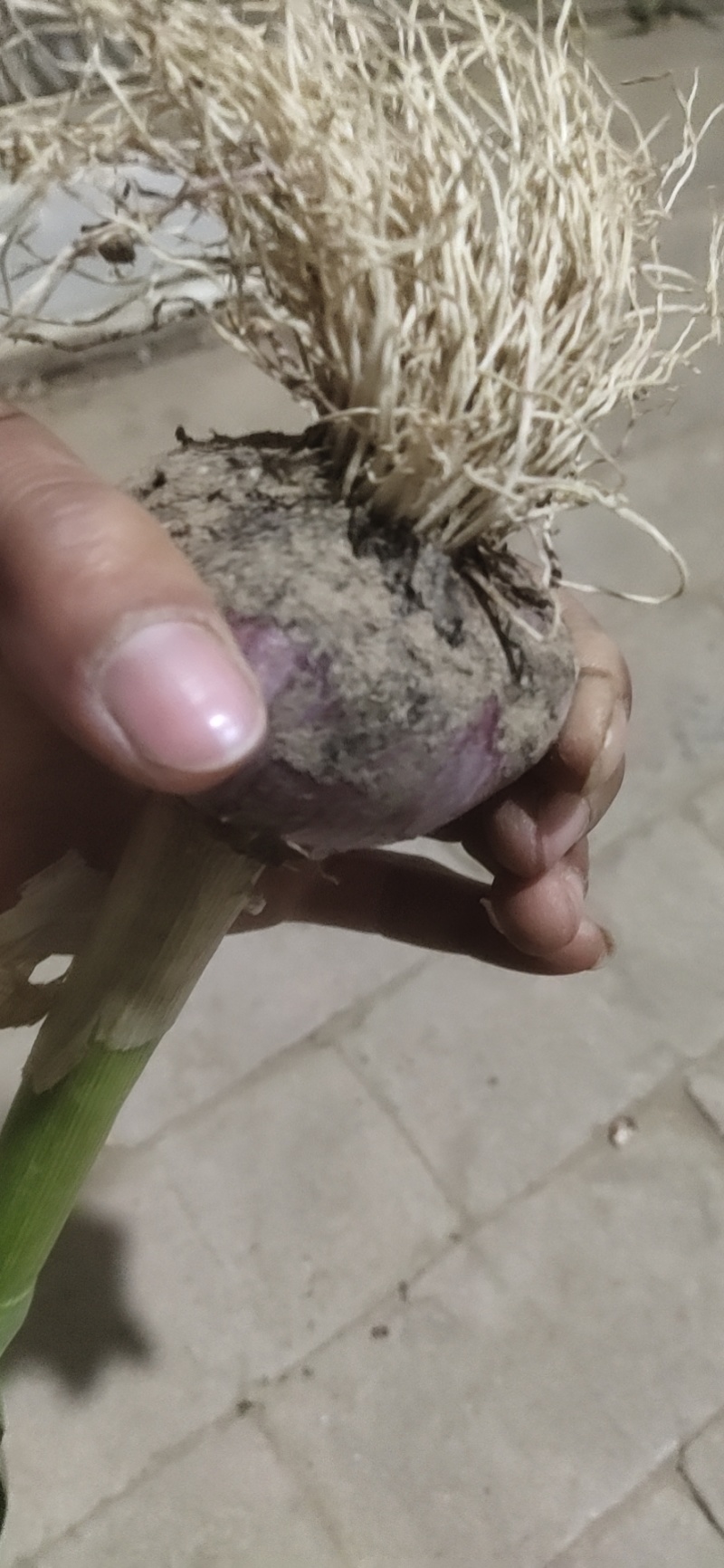 精品把蒜河南周口淮阳已大量上市，欢迎新老客户