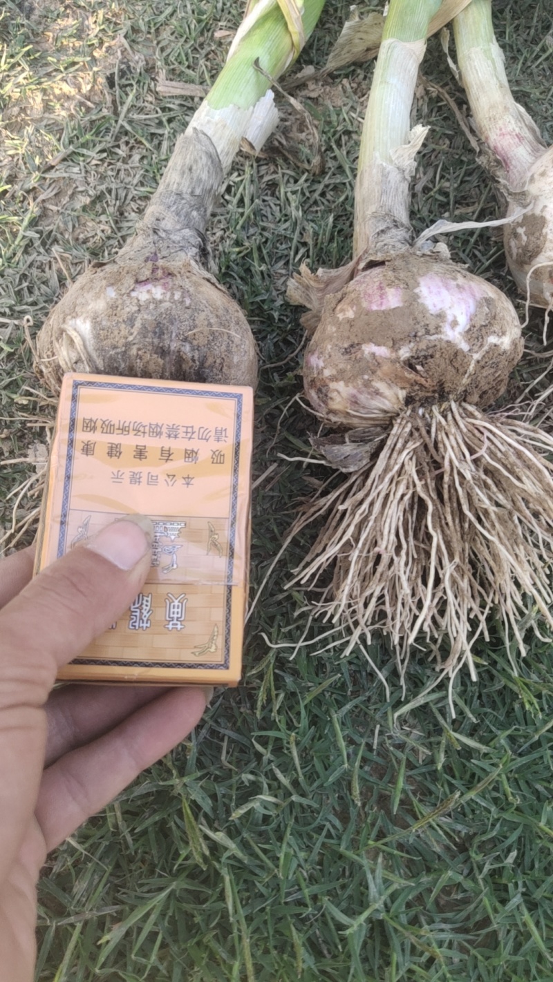 精品把蒜河南周口淮阳已大量上市，欢迎新老客户