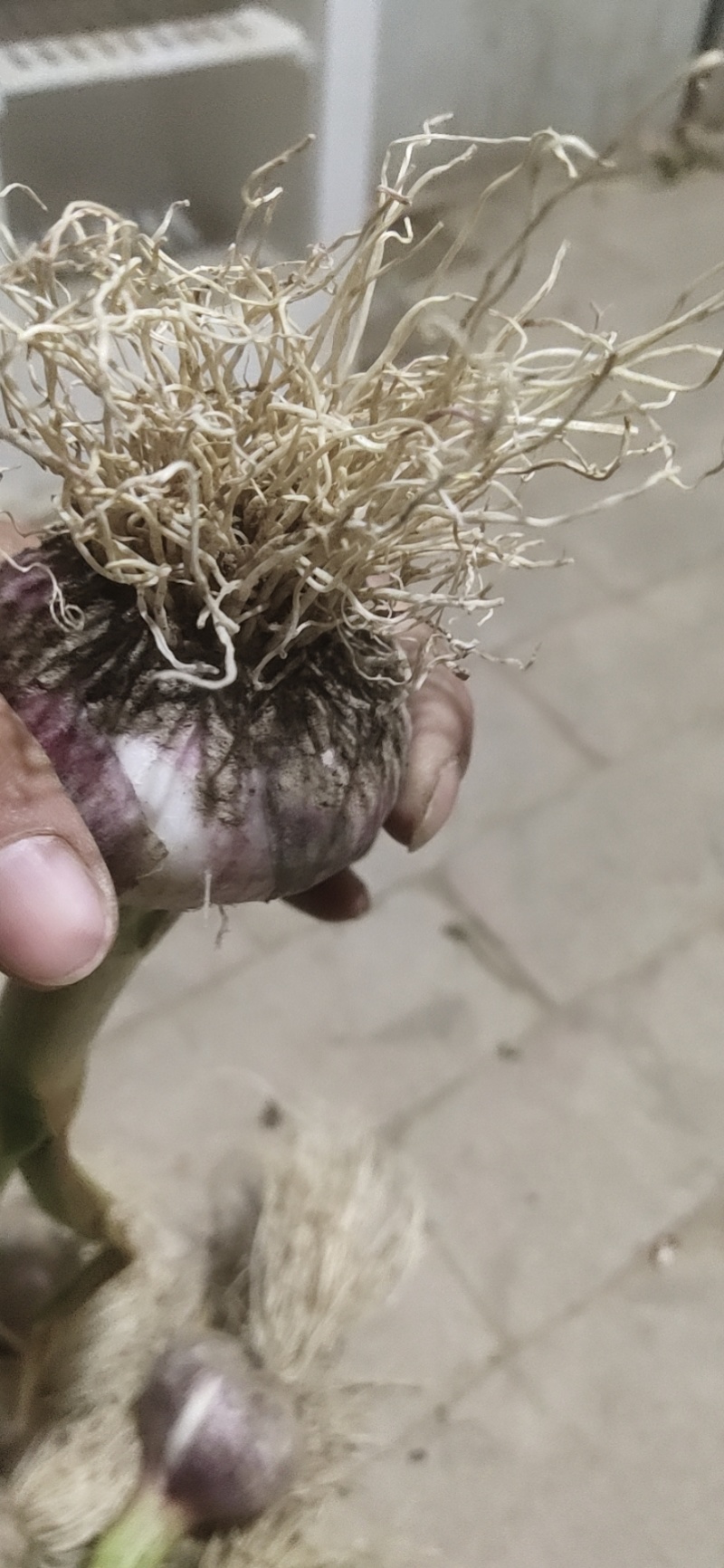 精品把蒜河南周口淮阳已大量上市，欢迎新老客户