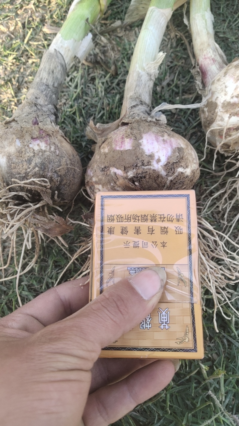 精品把蒜河南周口淮阳已大量上市，欢迎新老客户