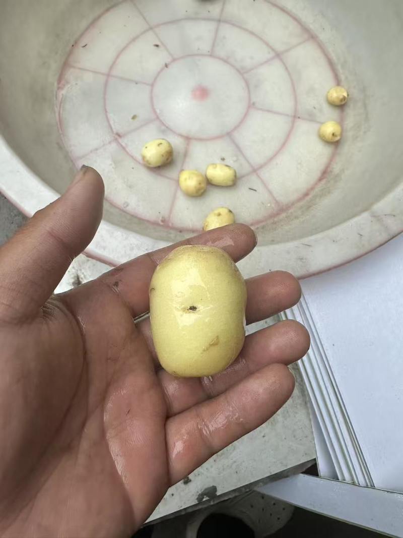 湖北黄心土豆小土豆产地一手货源，保质保量，电联价格可谈