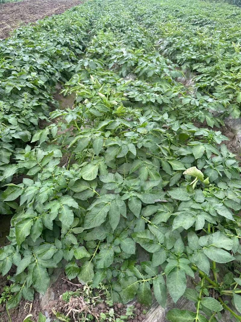 湖北黄心土豆小土豆产地一手货源，保质保量，电联价格可谈
