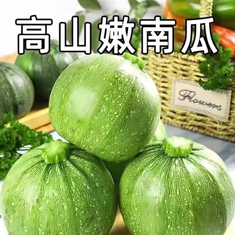 小南瓜青南瓜嫩南瓜产地一手货源基地直发