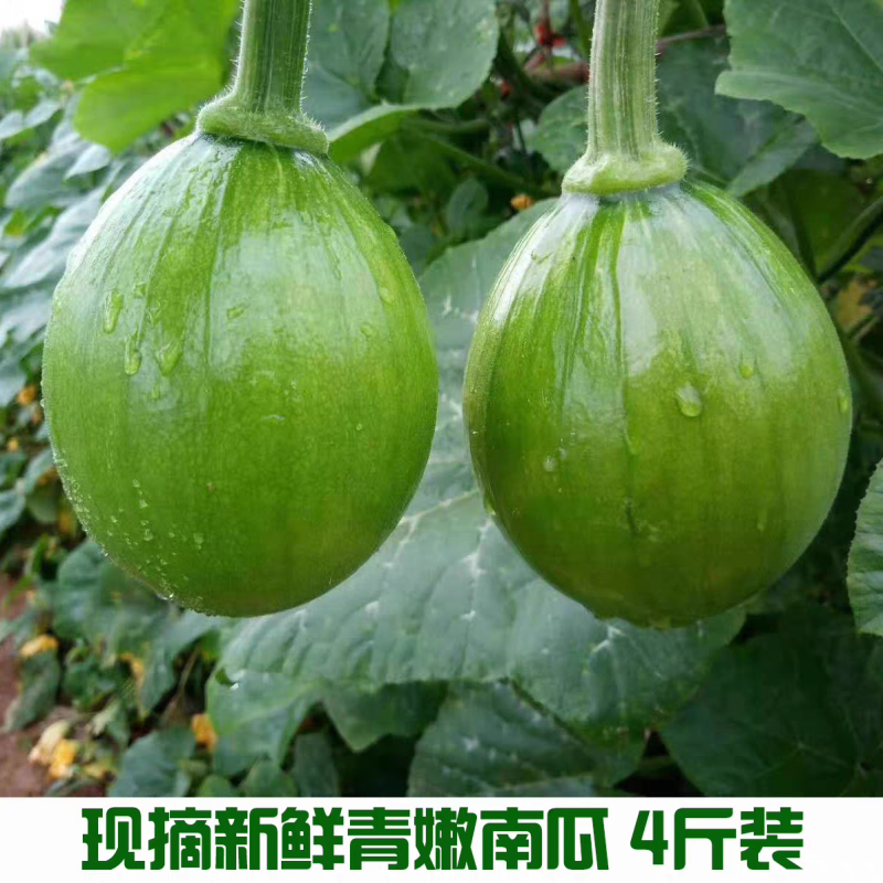 小南瓜青南瓜嫩南瓜产地一手货源基地直发