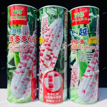 飞越钱珍多668玉米种子大棒彩甜糯玉米种子基地优选品种