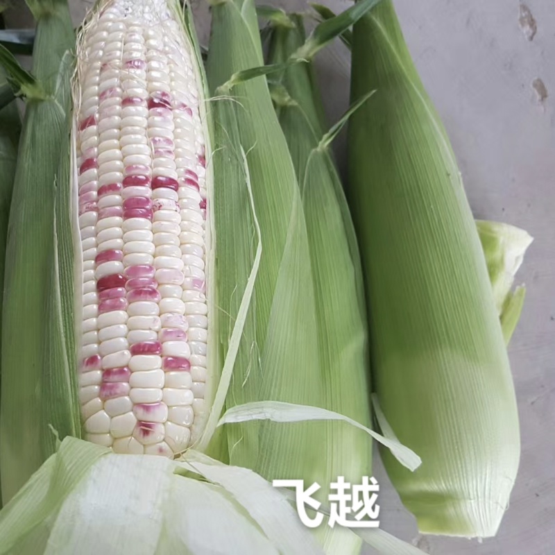 飞越钱珍多668玉米种子大棒彩甜糯玉米种子基地优选品种