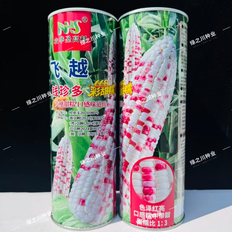飞越钱珍多668玉米种子大棒彩甜糯玉米种子基地优选品种