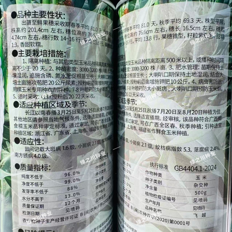 飞越钱珍多668玉米种子大棒彩甜糯玉米种子基地优选品种