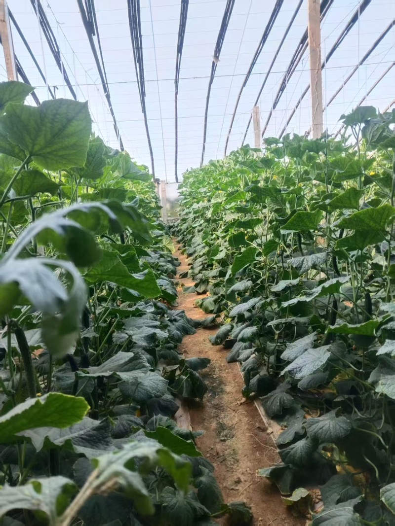 精品带刺黄瓜一手货源全国发货量大价优欢迎随时联系
